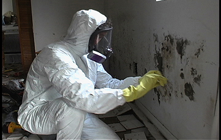 Mold Testing and Investigation 